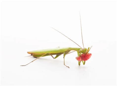 What Do Praying Mantis Eat? - A Comprehensive Guide to Their Diet ...