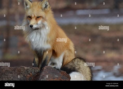 Fluffy Fox Tail