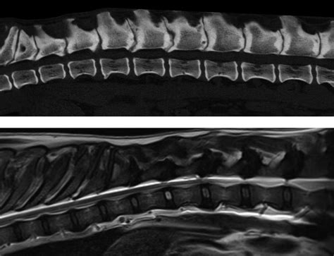 Spondylosis Deformans Veterian Key