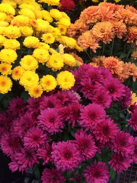 Beautiful Fall Mums Pic By Jan Arnold Fall Mums Beautiful Fall