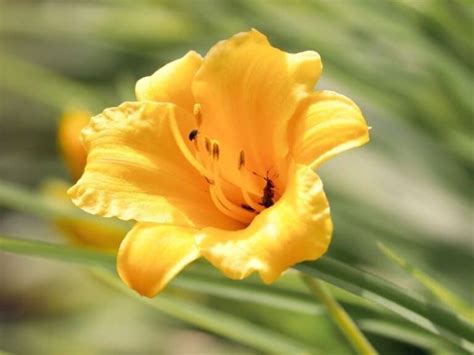 43 Beautiful Yellow Flowers You Can Grow In Your Garden Today Florgeous