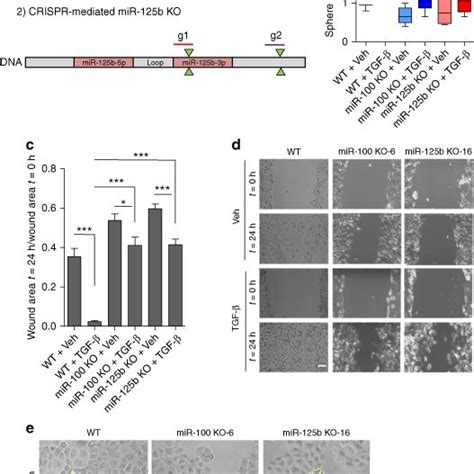 miR 100 and miR 125b impairs TGF β induced EMT and stemness a