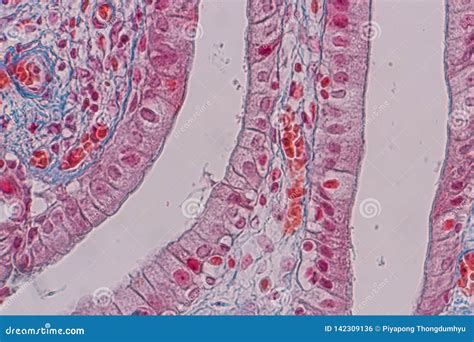 Histological Sample Simple Columnar Epithelium Tissue Under The