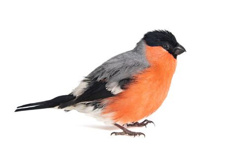 29,097 BEST Bullfinch IMAGES, STOCK PHOTOS & VECTORS | Adobe Stock