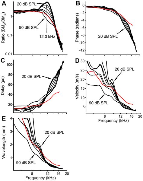 Local Transfer Functions Delay Velocity And Wavelength Of Basilar