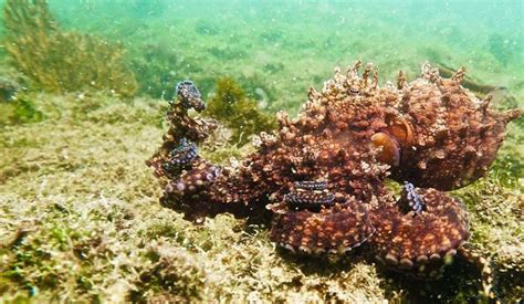 Impacto profundo fotógrafos submarinos se unen para explorar el