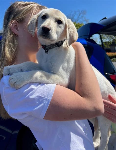 Marie Cute Monterey Bay Lab Rescue