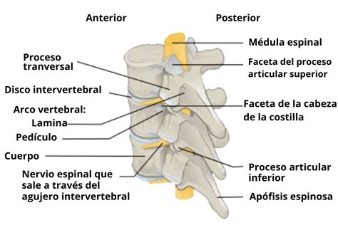 Apófisis Espinosa Concepto Anatomía Funciones Y Lesiones