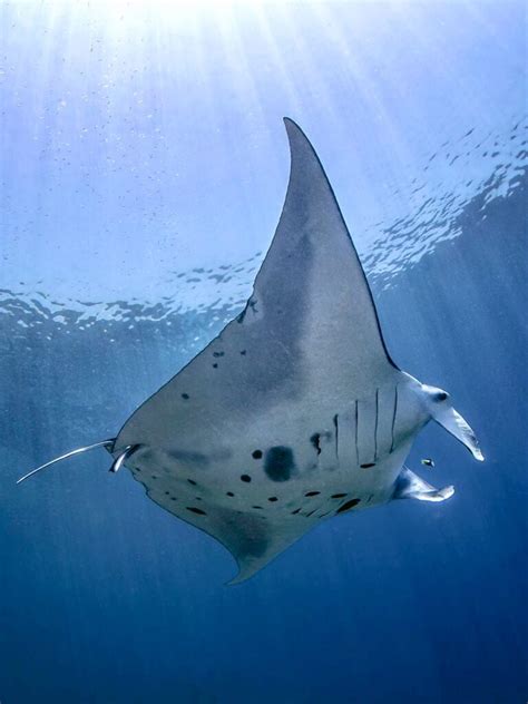 Manta Point Labuan Bajo Komodo Park Flores Komodo Packages Bali