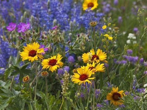 Prairie Wildflowers Montana Usa Photographic Print By Chuck Haney