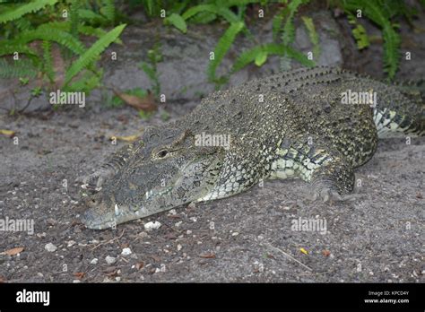 Cuban Crocodile Crocodylus Rhombifer Miami Florida Usa Stock Photo