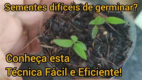 Como Germinar Sementes De Forma F Cil E R Pida Em Estufa Caseira Dica