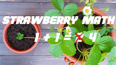 How To Propagate Strawberry Plants From Runners Turn 1 Into 100 Youtube