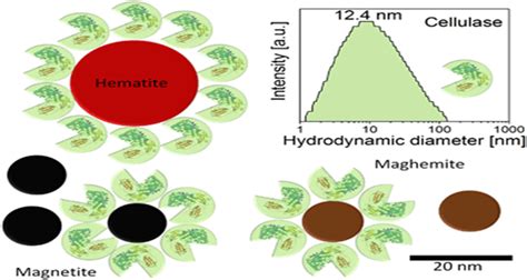 Scheme 2 Schematic Representation Of Cellulase Immobilization Onto