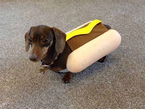 Actual sausage dog... | Sausage dog, Dogs, Sausage