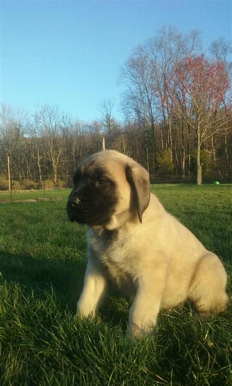 English Mastiff Puppies For Sale Blain Pa 132573