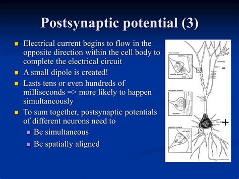 Ppt Basis Of The M Eeg Signal Powerpoint Presentation Free Download Id 5426702