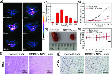 A In Vivo PAI Of A549 Tumor Bearing Mice At A Different Time After