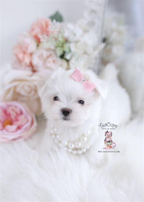 Teacup And Toy Maltese Puppies Teacup Puppies Boutique