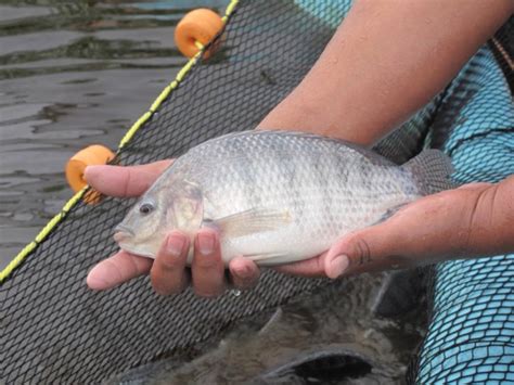 Qu Es El Sistema Bio Floc Instituto Nacional De Pesca Gobierno