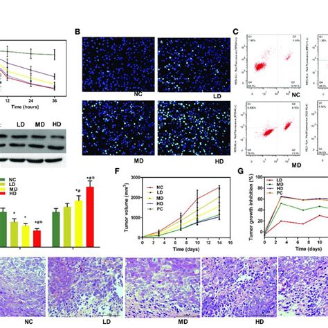 Anti Tumor Efficacy Of Wjr In Vitro And In Vivo A Cell Viability Was