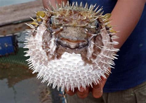 Japanese Poisonous Fugu Fish Recipe Travel Food Atlas