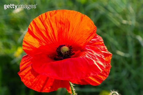 Papaver Rhoeas Or Common Poppy Red Poppy Is An Annual Herbaceous