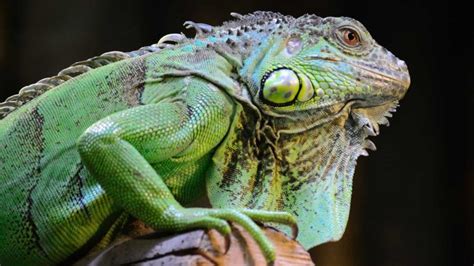 Cascavel Uma Das Serpentes Mais Venenosas Do Brasil