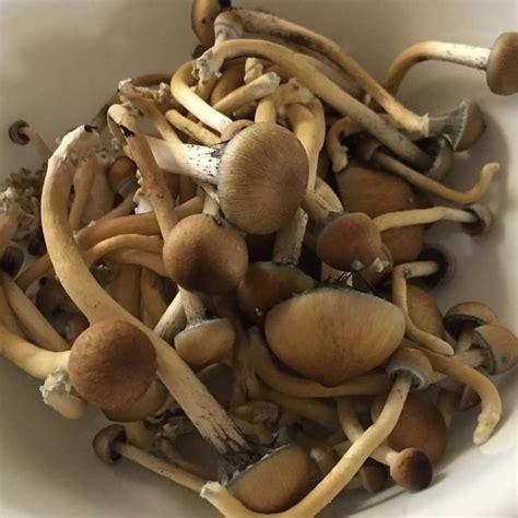 Buy Liberty Cap Mushrooms Shroomyz