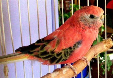 Small Parrots The Different Types Of Parrot Parrots Guide Omlet Uk