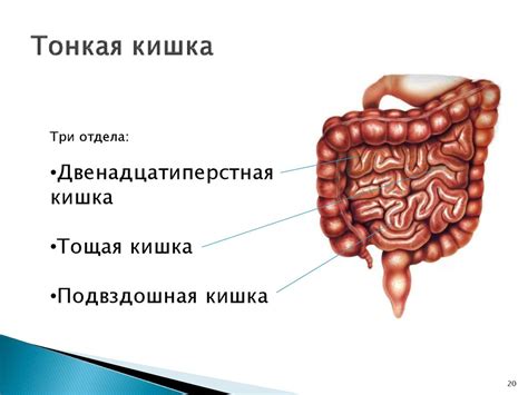 Общие вопросы анатомии и физиологии человека - презентация онлайн