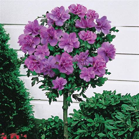 Spring Hill Nurseries Ardens Tree Form Rose Of Sharon Dormant Bare Root Shrub 4 Ft Tall 1