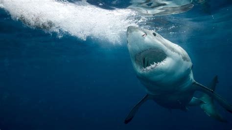 Great White Sharks Are Washing Up On Canadian Beaches But Experts