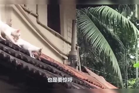 小奶猫爬屋顶，猫妈妈咬住猫咪尾巴不松口，奶猫：妈，给我点面子 猫咪 小奶 尾巴