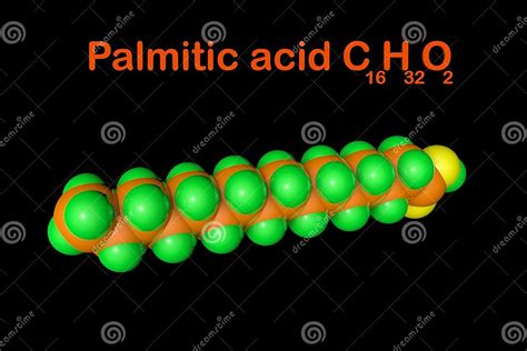 Structural Chemical Formula And Molecular Model Of Palmitic Acid Palm