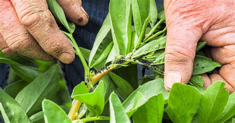 Identifica qué plaga se come las hojas de tus plantas y aprende a