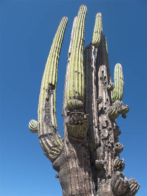 Images Gratuites arbre la nature cactus désert fleur monument