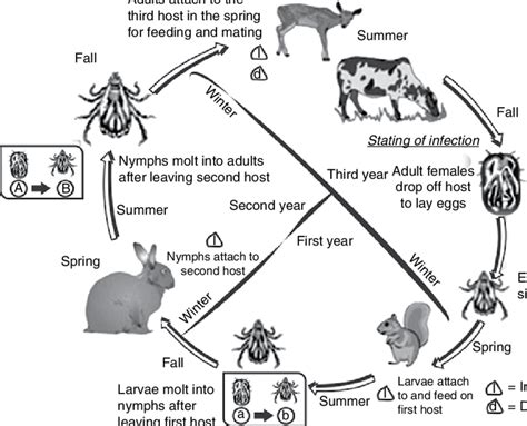 Tick Life Cycle Cdc Armida Graf