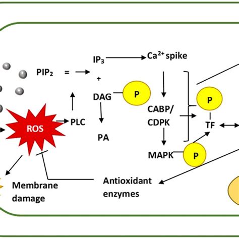 Schematic Representation Of The Elicitation Of Secondary Metabolites By