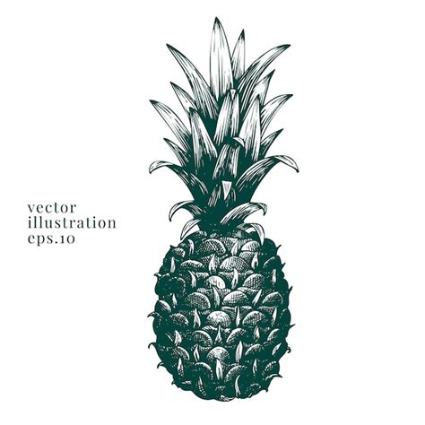 Premium Vector Vector Hand Drawn Pineapple