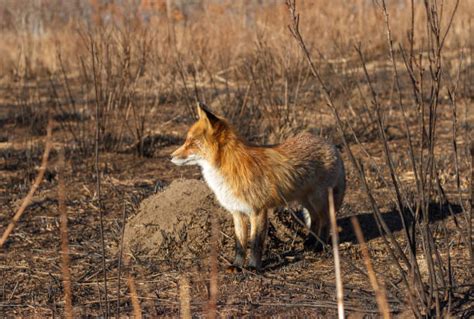 Forest Fire Animals Stock Photos, Pictures & Royalty-Free Images - iStock