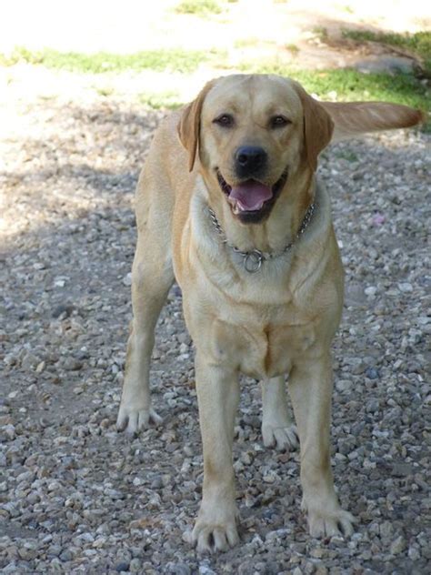 Chien Labrador Retriever Phlorette Sans Affixe