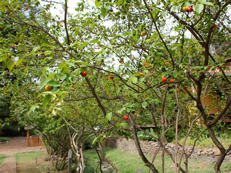 Pitangueira Aprenda A Plantar E Cuidar Do Jeito Certo Minhas Plantas