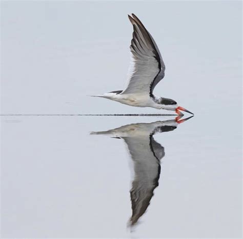 Pin By Judy Feuz Cain On Birds Of A Feather Bird Photography Bird