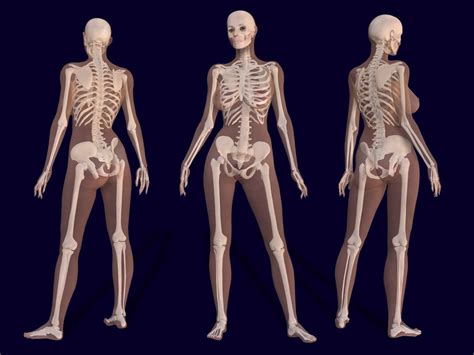 D Female Skeleton Anatomy D Render Of A Female Skeleton Flickr