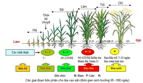 Phân bón SENCA Quy trình và kỹ thuật bón phân cho lúa mang lại năng