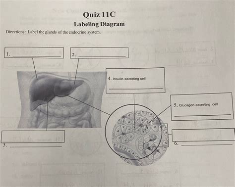 Solved Quiz 11c Labeling Diagram Directions Label The Glands Of The