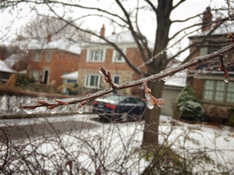 The Effect Of Ice On Trees Cohen And Master Trees