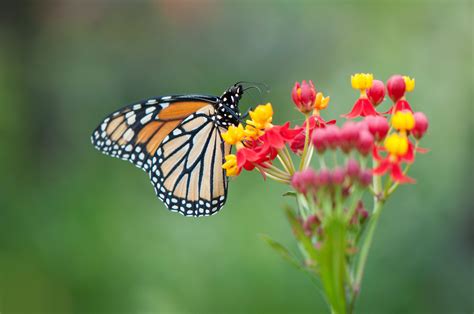 Macro Insect White Flower Butterfly Wallpaper Coolwallpapers Me