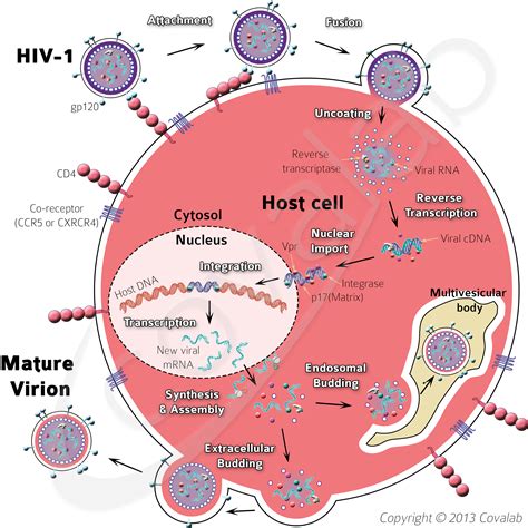 Virology Focus